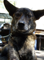 お留守番犬.jpg