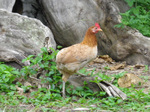IMGP0193s.jpg